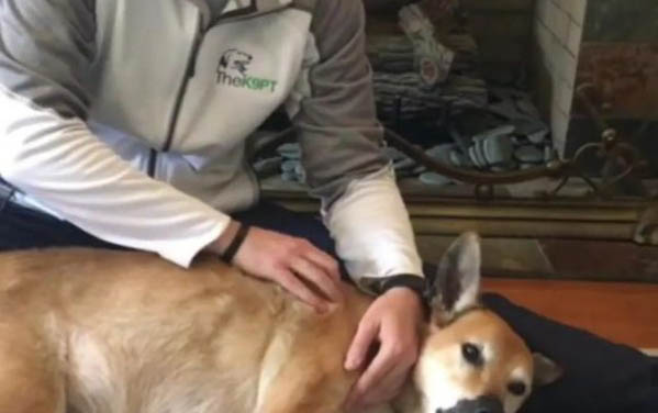 怎樣培養小狗狗的大小便