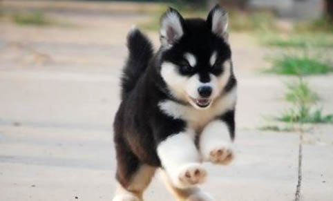 狗狗角膜炎多久能恢復