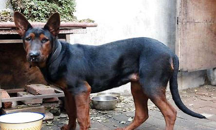 萊州紅犬的缺點(diǎn)