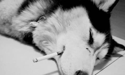 如何訓練狗狗隨行