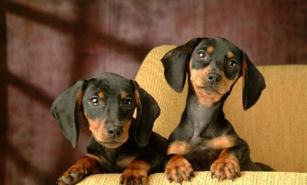 臘腸犬養(yǎng)多久才聽話