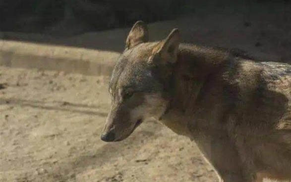 狗為什么會咬別的狗
