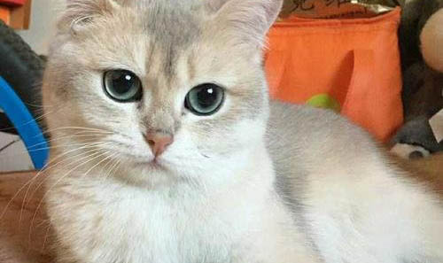 養金漸層貓要貓籠子嗎