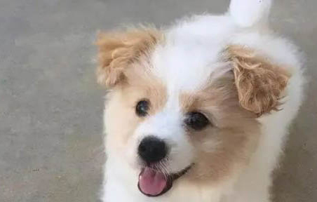 串串狗有哪些特征