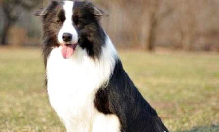 邊境牧羊犬性格如何