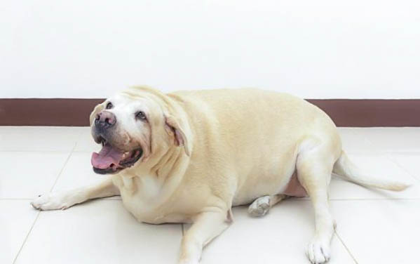 狗狗懷孕可以打疫苗嗎