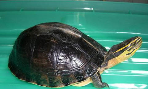 如何做好消毒工作防止寵物龜感染