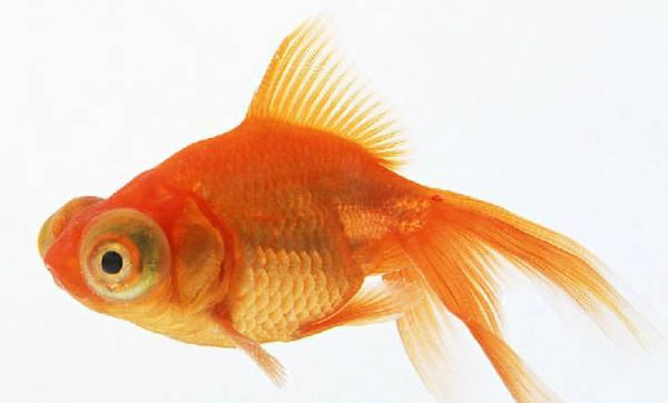 銀龍魚養(yǎng)幾條最好