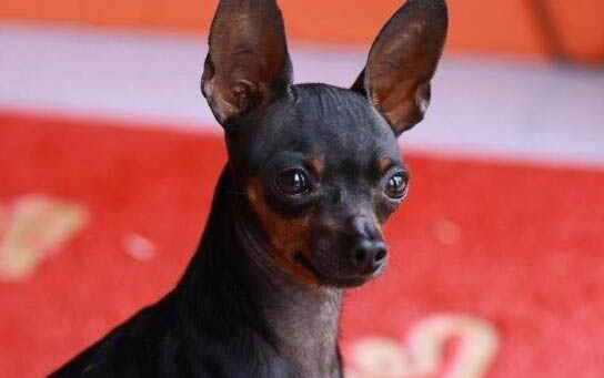 小鹿犬和迷你杜賓的區(qū)別