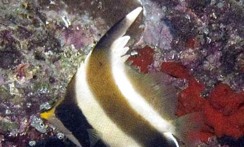 釣鯽魚的最佳時間是什么時候