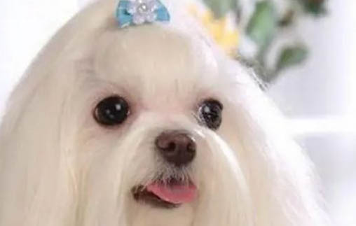 常見犬類品種大全