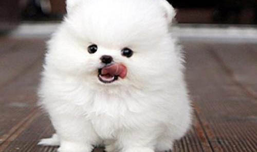 如何購(gòu)買(mǎi)博美狗犬狗糧
