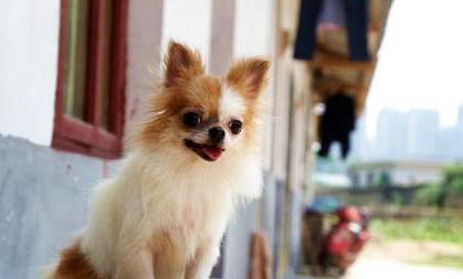 新手如何飼養長毛熊倉鼠