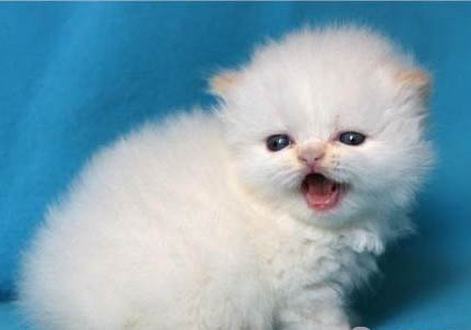 喜馬拉雅貓可以吃生雞蛋液?jiǎn)? /><h3>喜馬拉雅貓感冒咳嗽一般幾天可以好</h3><p>大多數(shù)喜馬拉雅貓不太可能從感冒癥狀中恢復(fù)過來。事實(shí)上，喜馬拉雅貓是一種很難抵抗疾病的動(dòng)物。如果你發(fā)現(xiàn)它病了，疾病是它自己無法跨越。所以，如果發(fā)現(xiàn)喜馬拉雅貓出現(xiàn)打噴嚏流鼻涕等感冒癥狀，最好帶它去寵物醫(yī)院對(duì)癥治療。</p><h3>喜馬拉雅貓可以吃米飯嘛</h3><p>喜馬拉雅貓可以吃米飯，但不能只吃米飯。米飯是中國(guó)許多家庭的日常飲食，能為人類提供能量。如果喜馬拉雅貓吃了人的飯，問題不大。但如果喜馬拉雅貓平時(shí)只吃米飯，就會(huì)營(yíng)養(yǎng)不良，容易脫毛消瘦，需要多吃肉和一點(diǎn)蔬菜。最好是給喜馬拉雅貓喂低脂高蛋白的貓糧。</p><img src=