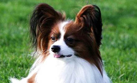 蝴蝶鯉和龍鳳鯉的區別