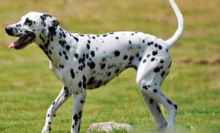 大麥町犬的眼睛看不見東西了