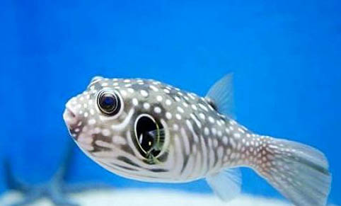 熱帶魚和冷水魚能一起養嗎?