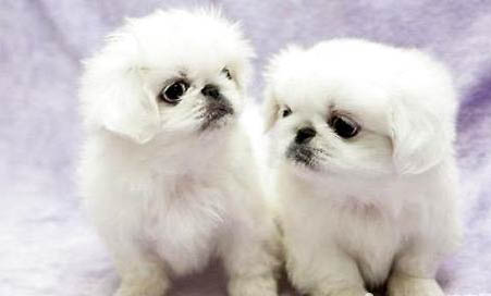 京巴狗的特點是什么