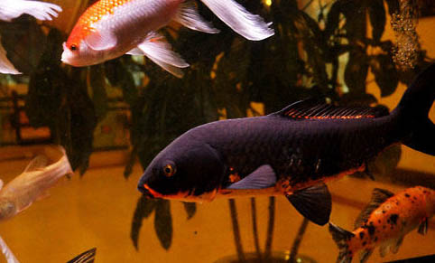 公魚和母魚怎么繁殖