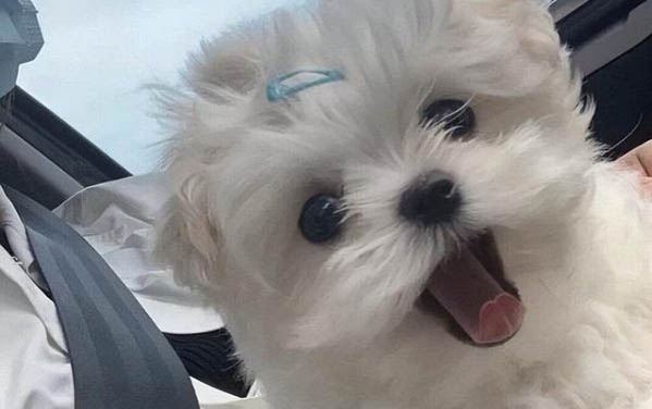 狗打完針后腿突然瘸了怎么辦