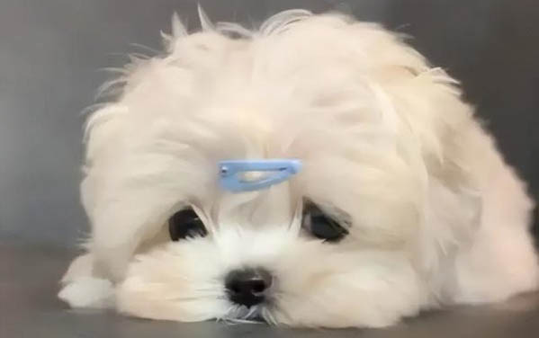 怎樣辨別狗狗是細小還是腸炎