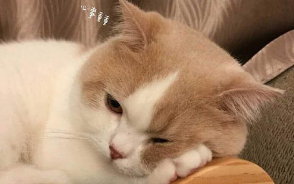 貓是自己懷孕的嗎