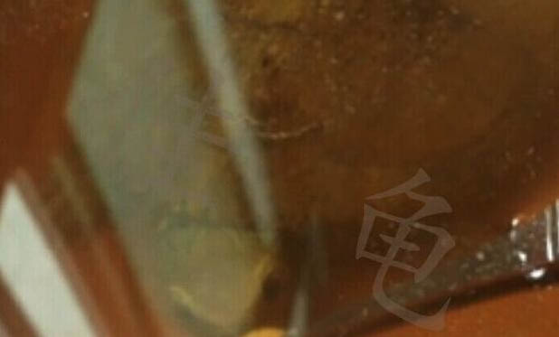 眼斑龜腸胃炎該如何預(yù)防