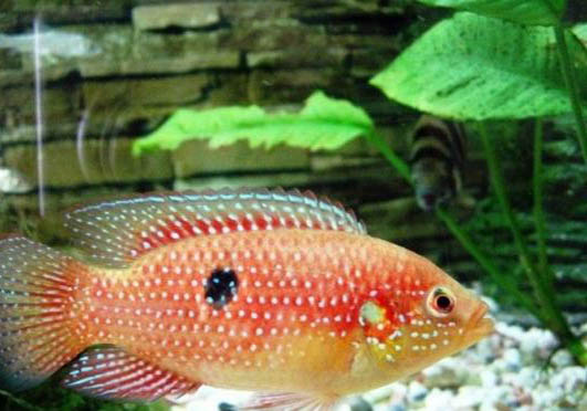紅寶石魚如何分公母?