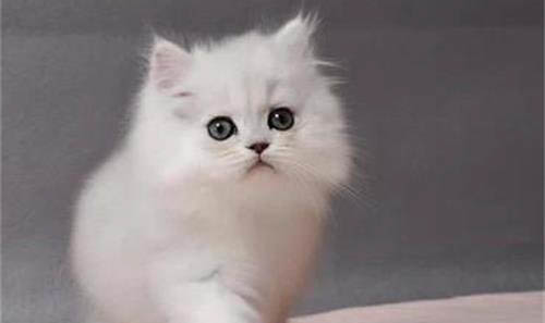 金吉拉和長毛漸層的區別