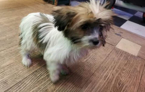 倍內(nèi)菲金標(biāo)狗糧幼犬可以吃嗎