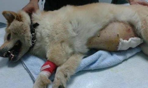 母犬例假期間需要注意什么