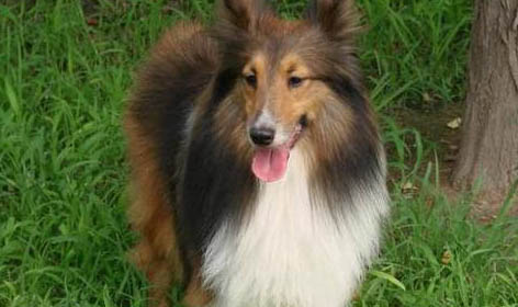 喜樂蒂的優(yōu)點(diǎn)和缺點(diǎn)