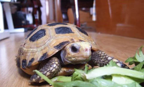 陸龜流鼻涕的原因分析及處理方法