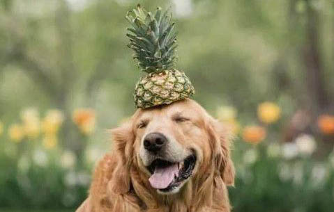 狗狗犬瘟晚期太痛苦了