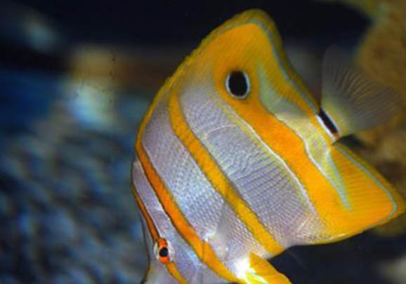 冬季釣魚溫度多少適合釣魚