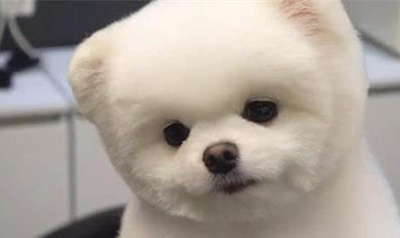 寵物狗狗疫苗間隔多久打一次