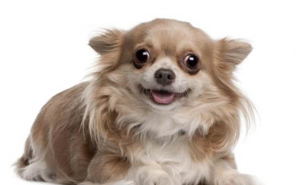 狗狗舔自己的爪正常嗎