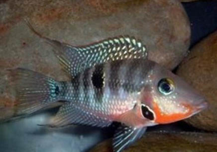 紅肚火口魚的繁殖概況