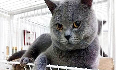 英國短毛貓多少錢一只幼崽