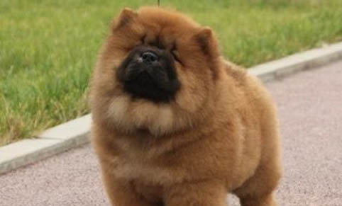 狗狗為什么會齙牙