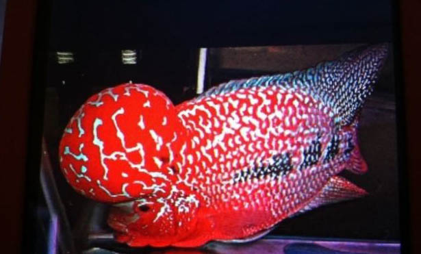 羅漢魚養(yǎng)到20公分需要多久