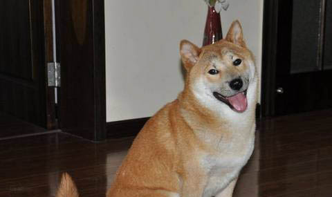 日本豆柴犬價(jià)格一般多少錢