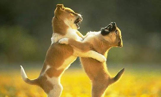 遛狗狗狗死活不走是為什么呢？