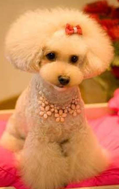 貴賓犬要多久晚上才不叫