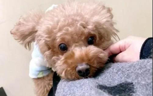 狗狗一般鍛煉多久恢復