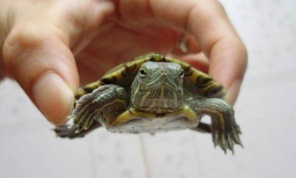 常見寵物龜的種類有幾種