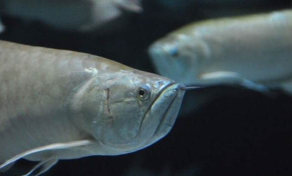 熱帶魚(yú)多久生一次小魚(yú)？