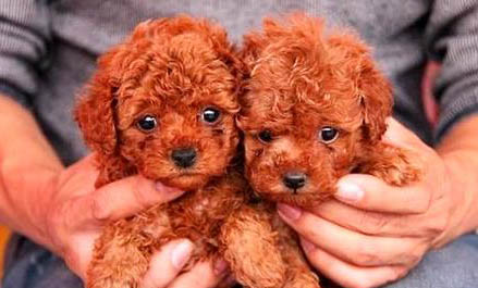 貴賓犬和比熊怎么區分