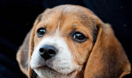 比格犬和柯基犬哪個好