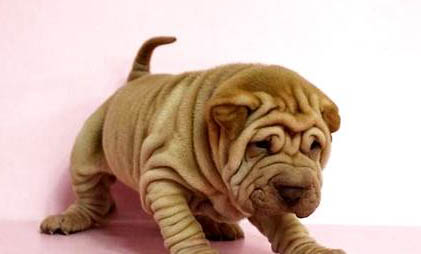 沙皮狗不能吃的水果,你知道幾個(gè)